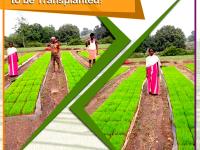 Glimpse of a paddy nursery raised by our dealer in Bihar Sharif